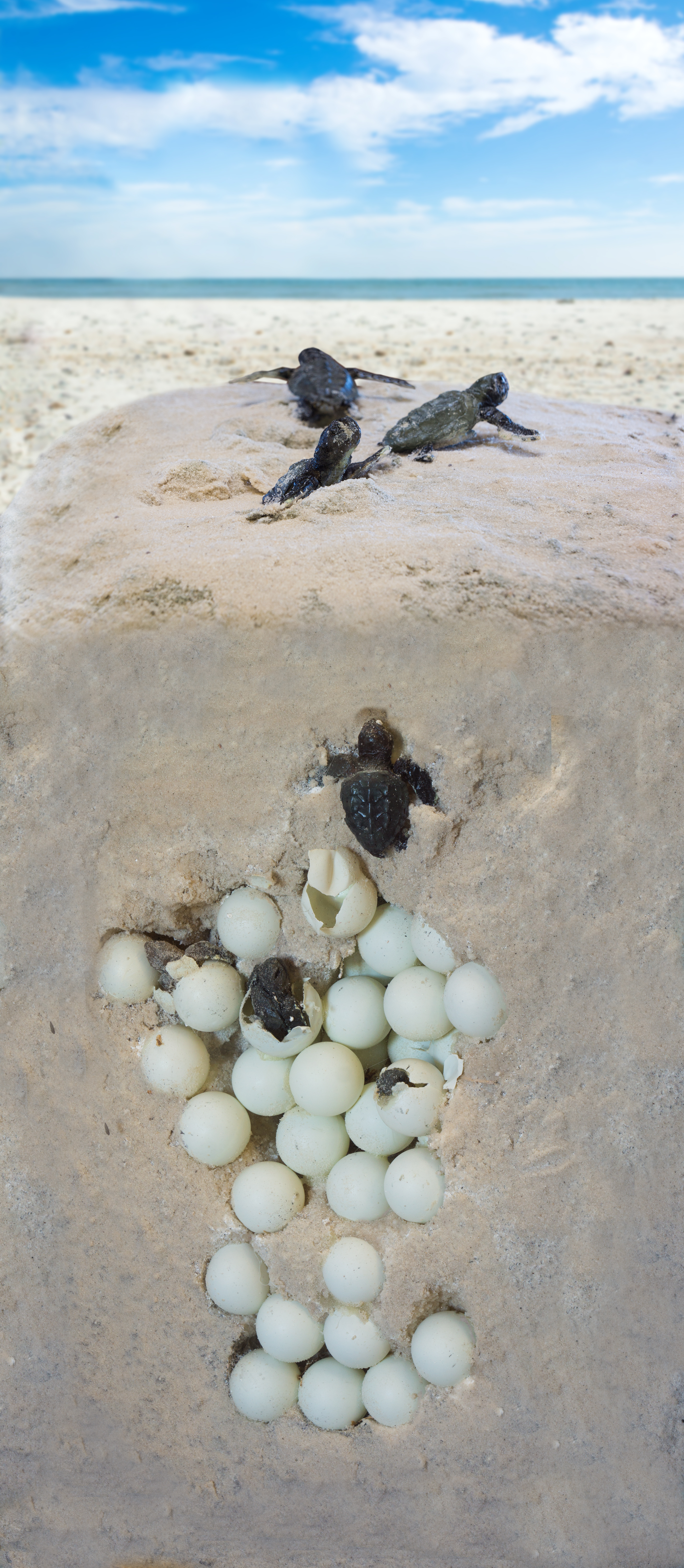 Life Cycle Of A Loggerhead Sea Turtle Jacksonville Beach, Florida