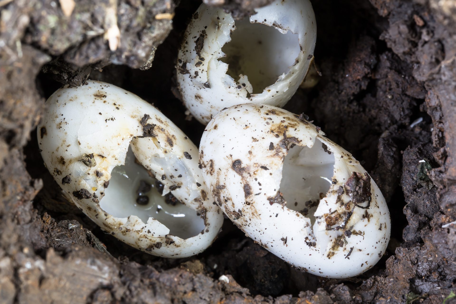 Sea Turtle Eggs Loggerhead Sea Turtle Jacksonville Beach, Florida