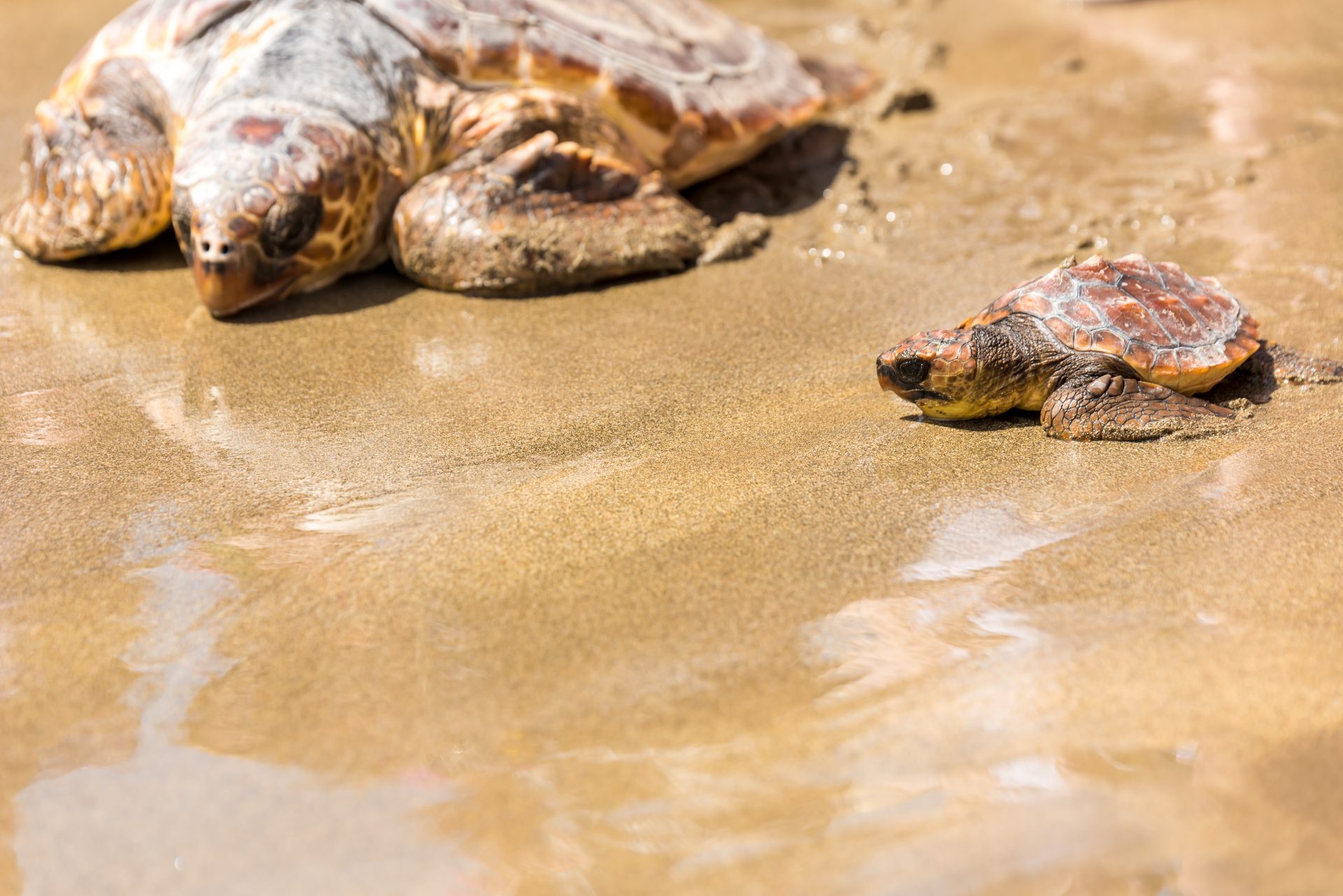 Sea Turtle Eggs Loggerhead Sea Turtle Jacksonville Beach, Florida